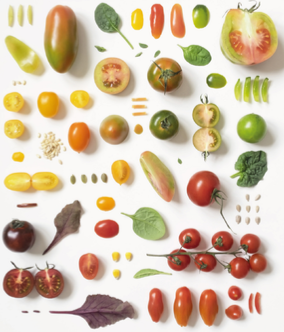 Food & Science Festival Mantova