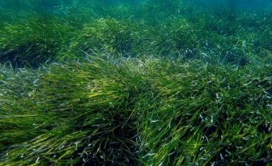 Posidonia, la nostra alleata - Una soluzione contro l'erosione costiera